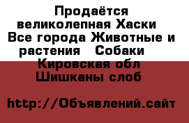 Продаётся великолепная Хаски - Все города Животные и растения » Собаки   . Кировская обл.,Шишканы слоб.